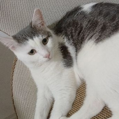 Prenses ve pamuk Şekeri