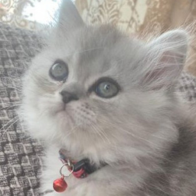 Lola